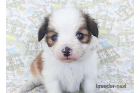 成約済の千葉県のパピヨン-155939の7枚目